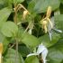 Plante agatatoare in gradina